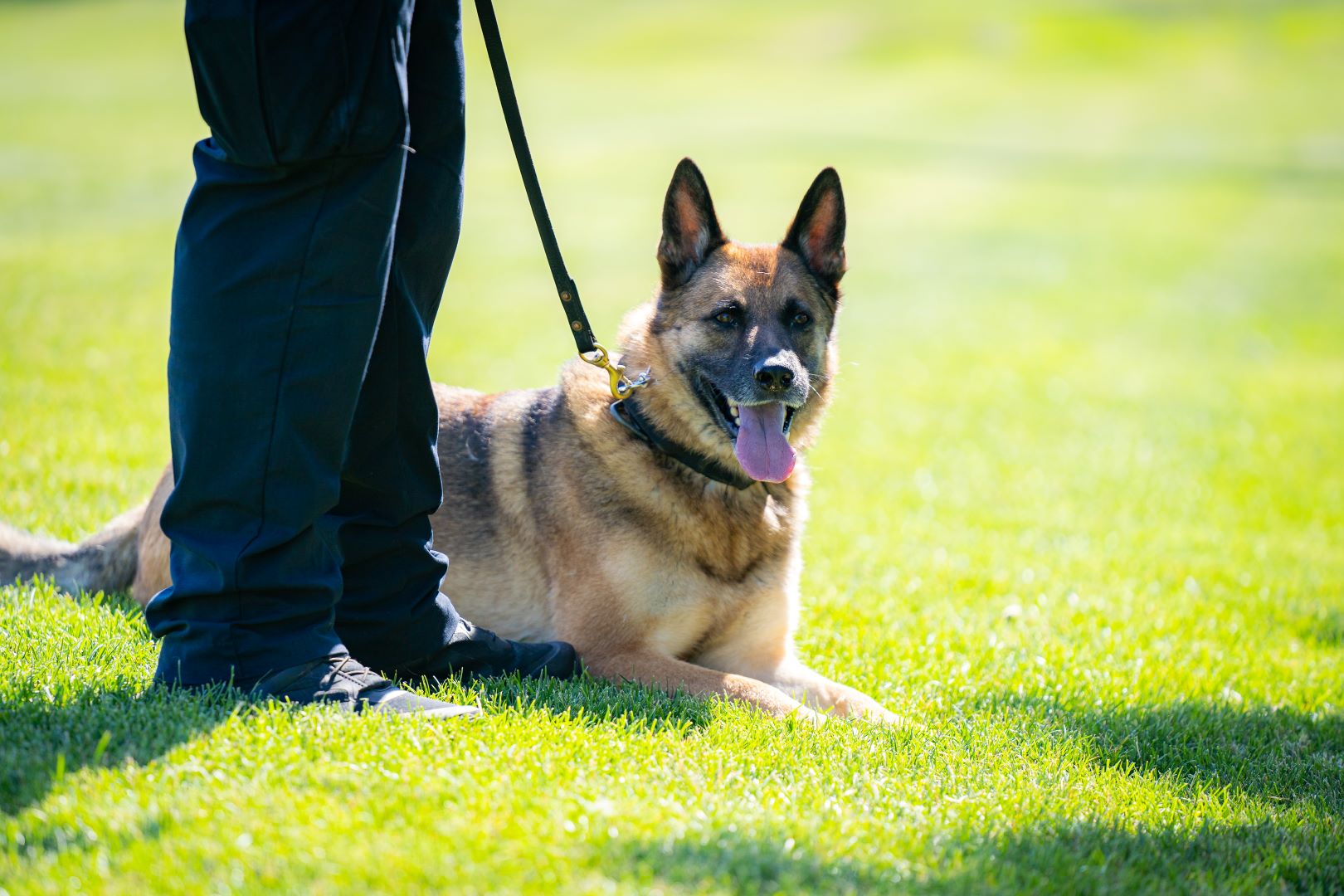 on duty police dog